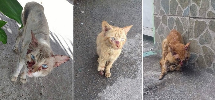 Animais em situação de rua sofrendo com a doença no Município (Foto: Montagem | Redação CFF)