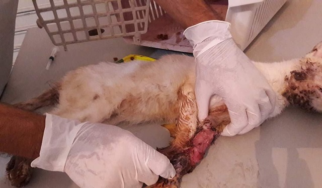 Animal precisou ser eutanasiado devido ao estágio da doença; o fungo Sporothrix schenckii que causa a Esporotricose é capaz de acometer músculos, cartilagens, ossos e orgãos (Foto: Redação CFF)