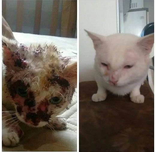 Antes e depois de um gato com esporotricose; melhora do animal e visível após o tratamento (Foto: Montagem | Redação CFF)