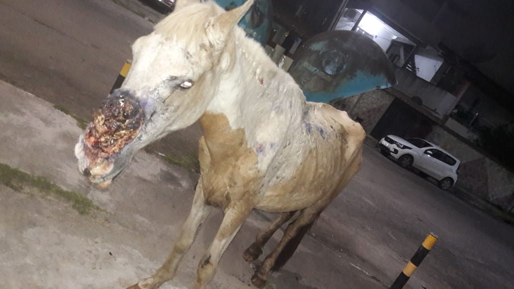Animal sofre há dois meses com a ferida terrível, sem que ninguém, do goveno, se condoesse