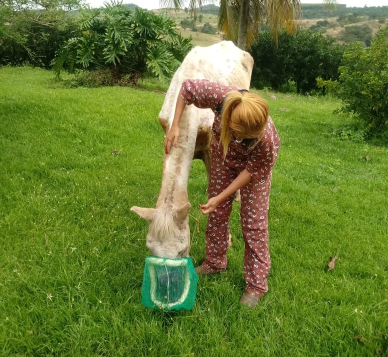 Zumira desenvolveu uma máscara com uma tela para evitar que incetos pousassem e transmitissem novos parasitas no ferimento do animal