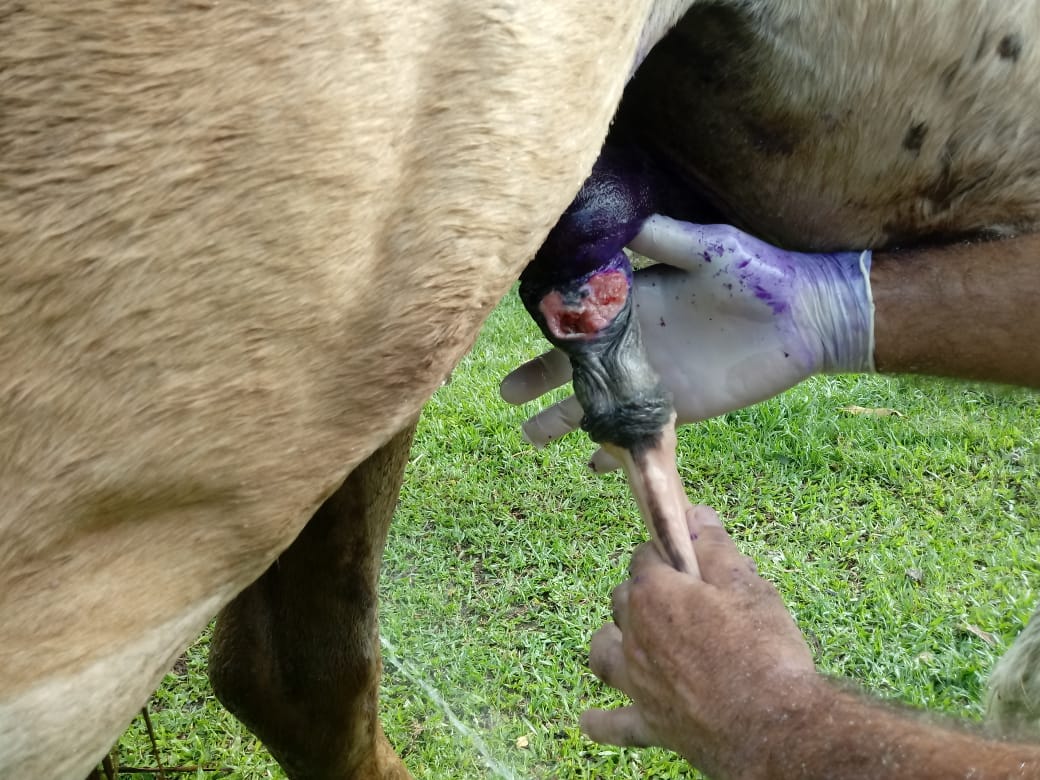 O animal estava com o penis apodrecendo cheio de bicho