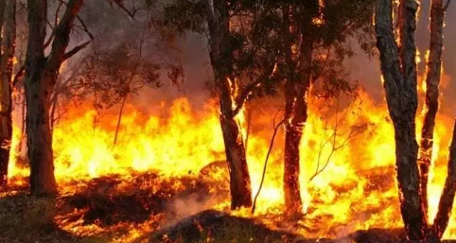 Queimadas na ragião da Floresta Amazônica (Foto: Reprodução)