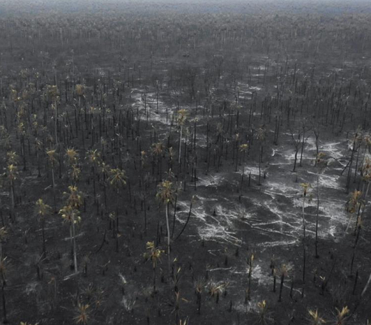 A medida não se aplica em casos como de controle fitossanitário (Foto: Reprodução)