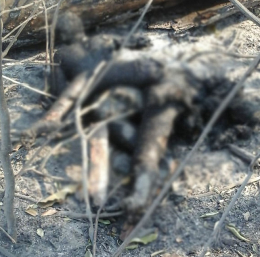 Corpos foram encontrados carbonizados após incêndio no assentamento em RO (Foto: Reprodução | Redes Sociais) 