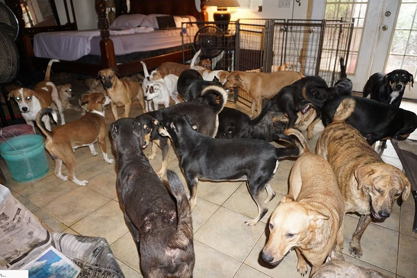 Imagem publicada em uma rede social mostra cachorros resgatados em Nassau em setembro de 2019 (Foto: Reprodução | Chella Phillips)