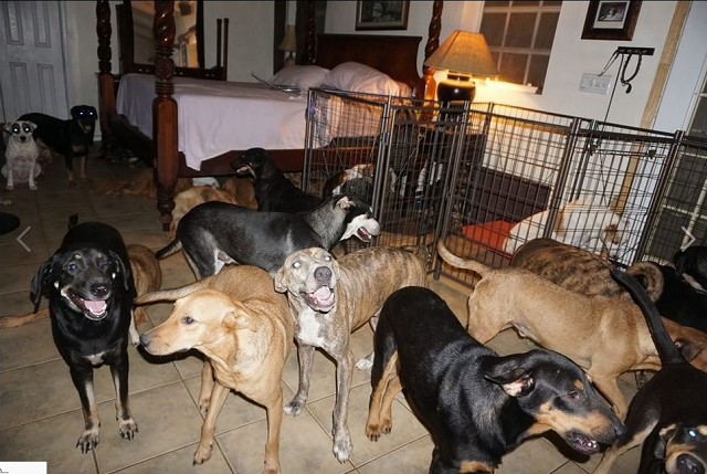 Cachorros no quarto de mulher que trabalha com resgate de animais abandonados nas Bahamas (Foto: Chela Phillips | Reprodução)