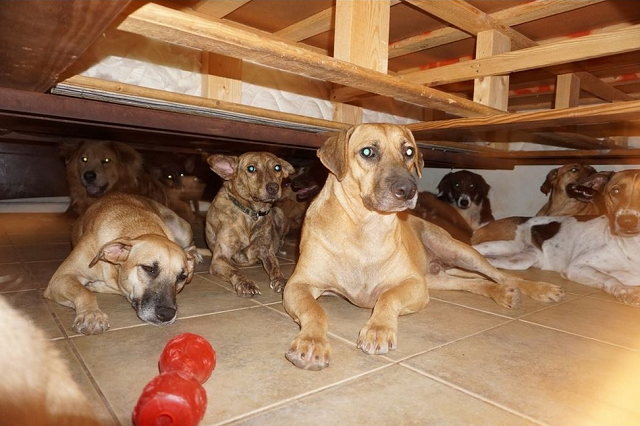 Parte dos cachorros resgatados (Foto: Chella Phillips | Reprodução) 