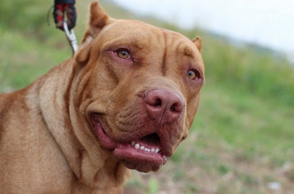 órgãos genitais foram arrancados por um cachorro da raça pit bull (Foto: Reprodução)