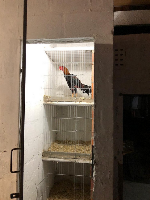 Gaiolas onde os animais ficavam (Foto: Divulgação | Polícia Civil)