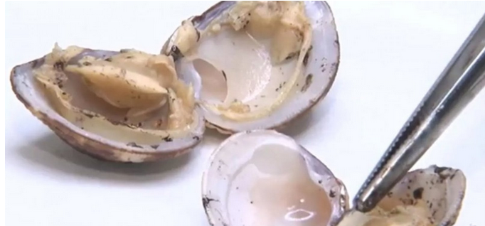 Pesquisadores da Ufba encontram óleo em aparelhos digestivos e respiratórios de peixes e mariscos (Foto : Reprodução | TV Bahia)