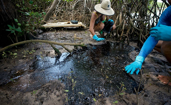Manguezal do Rio Pojuca, na região de Itacimirim, em Camaçari (Foto: Defesa Civil | Divulgação)