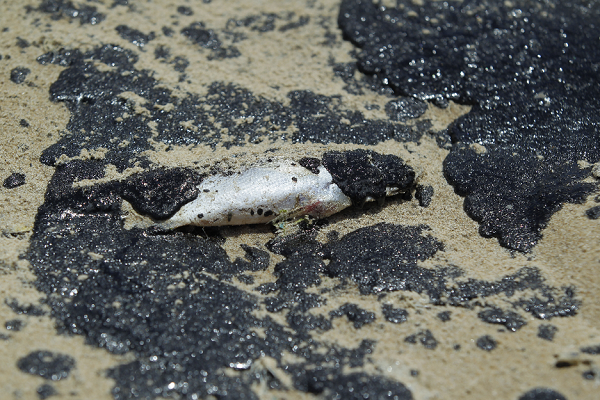 Análises sobre a mancha de poluição, que atinge 156 localidades de 71 municípios, já indicaram que a substância achada nas praias tem 'assinatura' venezuelana (Foto: Reprodução)