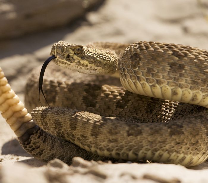 Imóvel era usado para abrigar os répteis e a vítima tinha uma píton birmanesa de 2,5 metros enrolada no pescoço quando foi encontrada - Imagem ilustrativa