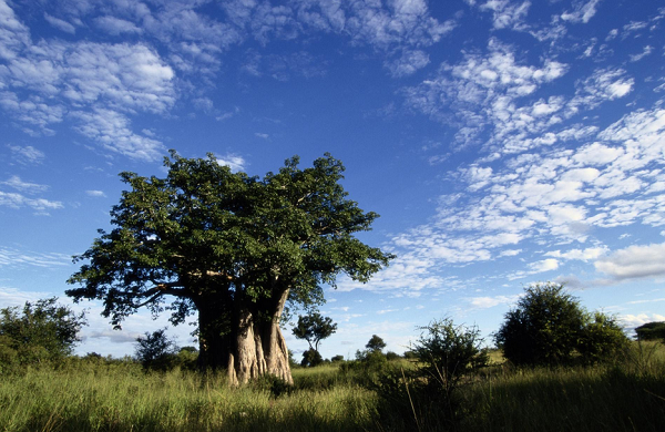 Se você, como árvore plantada pelo Senhor, não estiver realmente glorificando a Deus no meio dos irmãos, você é como uma árvore murcha, que deixou de ministrar como Deus quer (Foto: Ilustrativa)
