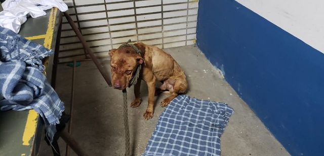 Cachorros estavam muito machucados (Foto: Polícia Civil do Paraná | Divulgação)