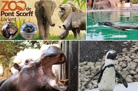 Vaquinha online salvou zoo Pont Scorff (Foto: ONG Rewild | Montagem | R7)