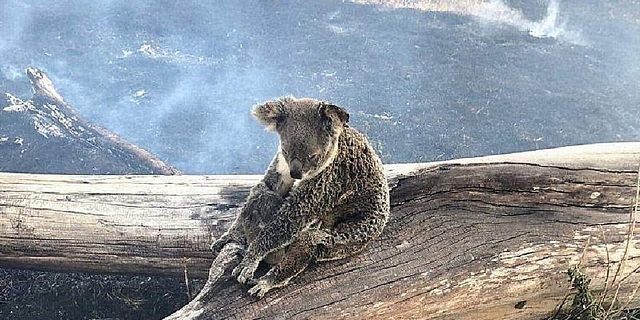Nova estimativa indica que mais de um bilhão de animais já morreram por causa das queimadas (Foto: Jimboomba Police)