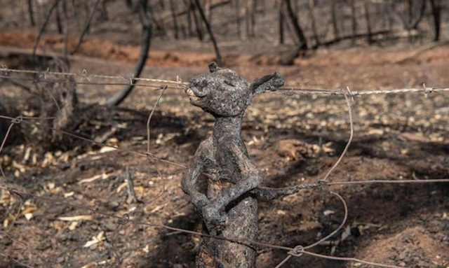 O animal provavelmente não tinha mais para onde correr quando um incêndio feroz atravessou a cidade de Cudlee Creek (Foto: Brad Fleet | The Advertiser)