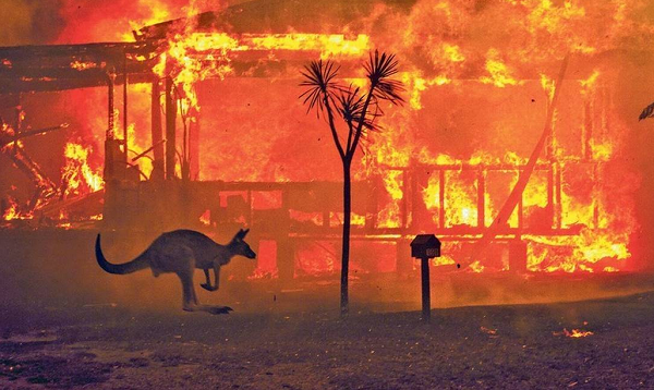 Ministra do Meio Ambiente, Sussan Ley, afirmou que cerca de um terço dos coalas no país sucumbiu aos incêndios (Foto: Reprodução)