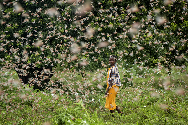Um agricultor olha para trás enquanto caminha por um enxame de gafanhotos que se alimentam de sua plantação, na aldeia de Katitika, no Quênia (Foto: Ben Curtis | AP)