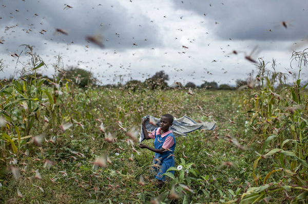 A filha de um fazendeiro tenta afastar um enxames de gafanhotos de sua plantação na aldeia de Katitika, no Quênia (Foto: Ben Curtis | AP) 