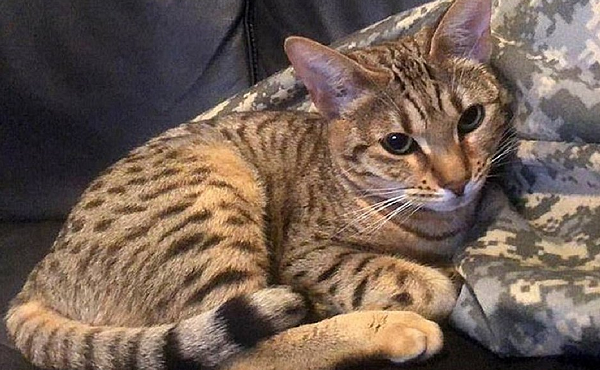 Gatinha Eve (Foto: Reprodução)