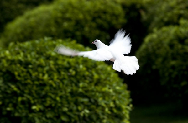 O Espírito Santo foi retratado como uma pomba no batismo de Jesus, assim mais uma vez simbolizando a paz com Deus (Foto: Reprodução)