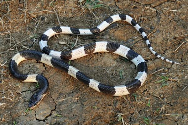 Réptil da espécie Krait comum ou Krait malasiana, é uma das cobras mais venenosas do mundo (Foto: Reprodução | Wibowo Djatmiko)