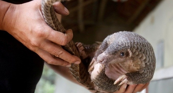 Pangolim é o mamífero mais traficado em todo o mundo (Foto: Reprodução)