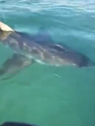 Nas imagens, animal se aproxima de embarcação após iscas serem jogadas na água