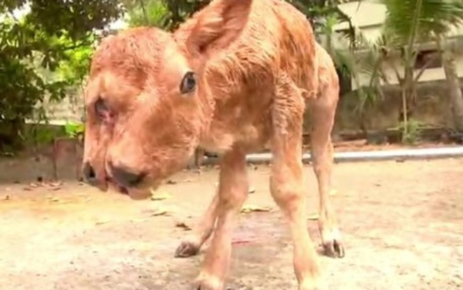 Animal surpeendeu fazendeiros da vila indiana de Paarasalai e virou atração turística na região. Apesar da anomalia, filhote tem somente um par de orelhas - Reprodução
