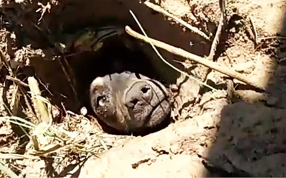 Doguinho foi salvo no último sábado após cadela chamar por ajuda - Foto: Reprodução