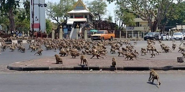 Gangues de macacos da Tailândia estão tendo que lutar pelo pouco de comida que ainda resta (Foto: Reprodução)