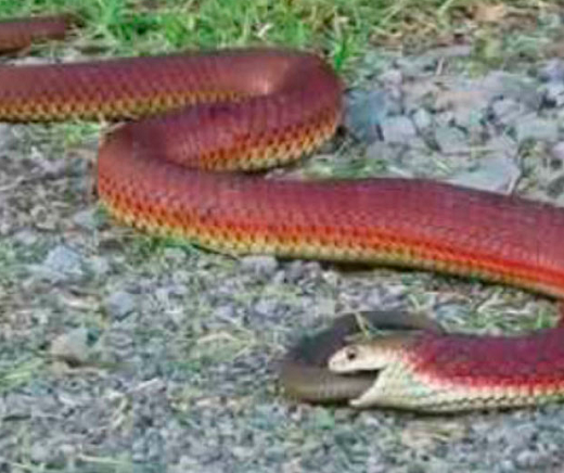 Serpente é caracterizada como venenosa e canibal (Foto: Reprodução)
