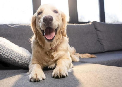 Profissionais do Conselho Federal de Medicina Veterinária (CNEV/CFMV) indicam observar o comportamento do animal e ver se há algo fora do comum (Foto: Reprodução)