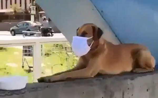 Vira-lata caramelo surgiu dando o exemplo na cidade de Juiz de Fora, em Minas Gerais (Foto: Reprodução)