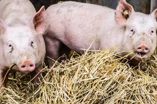 Doença já provocou a morte de 440 milhões de porcos na China (Foto: Getty Images | Getty Images)