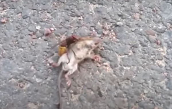 Vídeo que mostra o inseto matando um rato sem dificuldades (Foto: Reprodução)