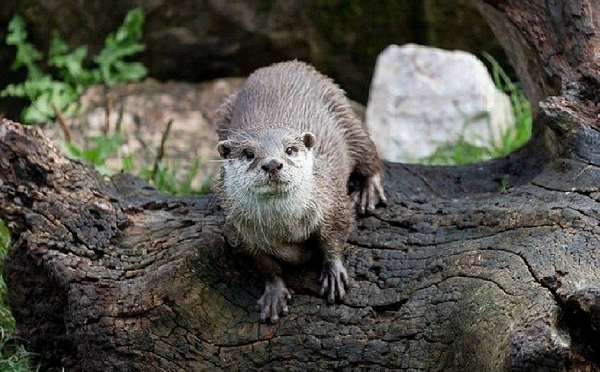 A organização britânica de proteção aos animais Living Coasts anunciou que alguns bichinhos podem acabar sendo sacrificados caso não encontrem um local para morar (Foto: Reprodução | Living Coasts)