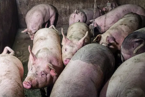 Porcos hospedeiros: Uma das preocupações do novo vírus é que ele já parece ter alta capacidade de infectar humanos (Foto: Ryan Woo | Reuters)