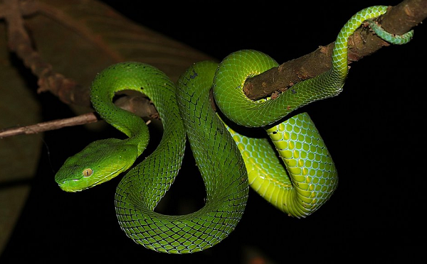 Serpente é da espécie Trimeresurus vogeli, conhecida como víbora-verde-de-vogel (Foto: Reprodução | Shutterstock)