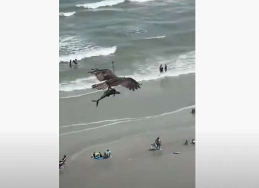 Aguia, sem parecer se importar com a presença de banhistas na praia, carrega um peixe de grande porte nas garras (Foto: Reprodução)