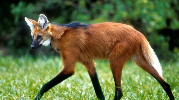 Conselho Monetário Nacional (CMN) aprovou o lançamento da cédula de R$ 200, que terá como personagem o lobo-guará (Foto: Reprodução)