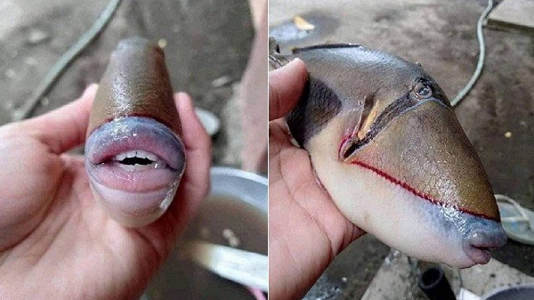 Criatura é uma espécie de peixe-porco, visto na costa da Malásia (Foto: Reprodução)