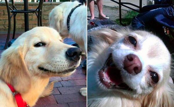 Na prática, pode-se dizer que os cachorros ficam proibidos de latir (Foto: Reprodução)