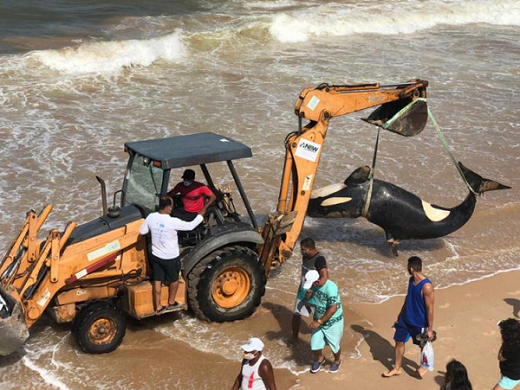 O animal foi sacrificado após tentativas frustradas de devolução ao mar e de transferência para um centro especializado onde pudesse receber tratamento médico (Foto: Reprodução | A Tarde)