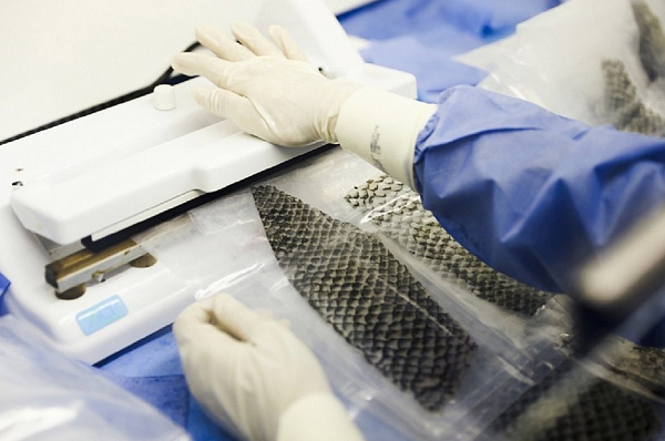 Pele de tilápia (peixe) envelopada depois do processo de limpeza, vem sendo utilizada para tratamento de queimaduras Pele de tilápia (peixe) envelopada depois do processo de limpeza, vem sendo utilizada para tratamento de queimaduras (Foto: Mariana Parente | Especial para O POVO)