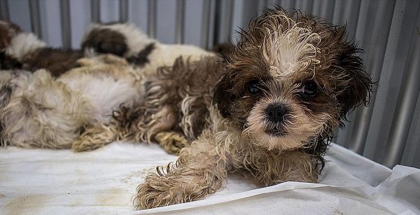 66 filhotes da raça shih tzu que foram resgatados em condições de maus tratos pela Polícia Rodoviária Federal (PRF) no último dia 29 (Foto: Nara Gentil | CORREIO)