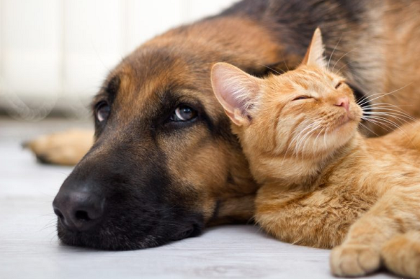 Texto também prevê multa e proibição da guarda para quem praticar crimes desse tipo contra os animais (Foto: Reprodução)